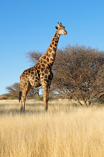 A giraffe (Giraffa camelopardalis) in natural habitat, Mokala National Park, South Africa
