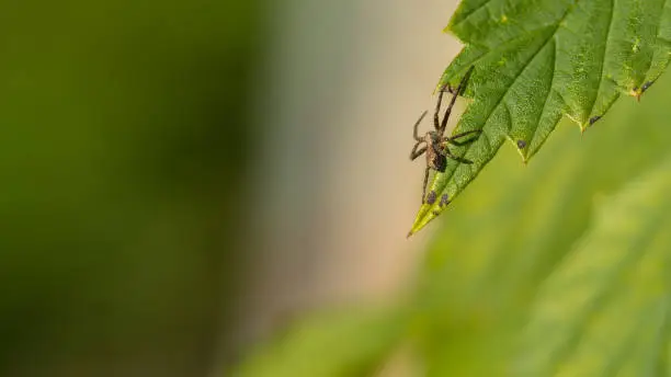 A Spider catching an insect for to eat