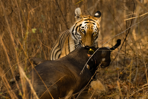 Tigress dragging the cattle kill in the jungles of Tadoba Tiger reserve