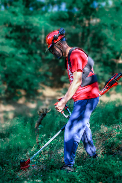 istock A man mows the grass with a battery weed trimmer 1460810855