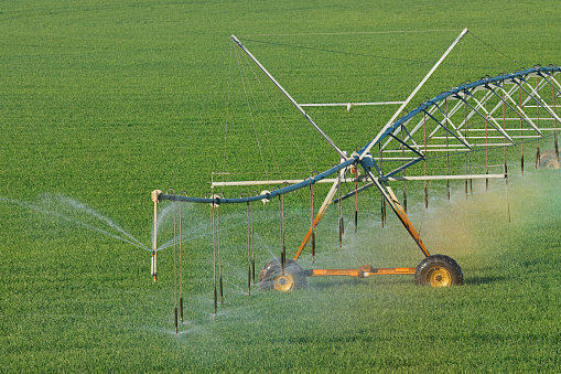 Water sprinklers of a center pivot irrigation system on lush green crops