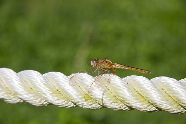 Dragonfly on rope stock photo