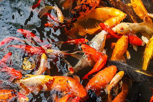 Feeding Koi goldfish using a baby bottle is a very popular form of entertainment in Chengdu China