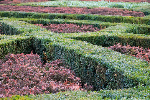 Boxwood, barberry and several other plants were used to create a small ornamental garden somewhere in Brussels