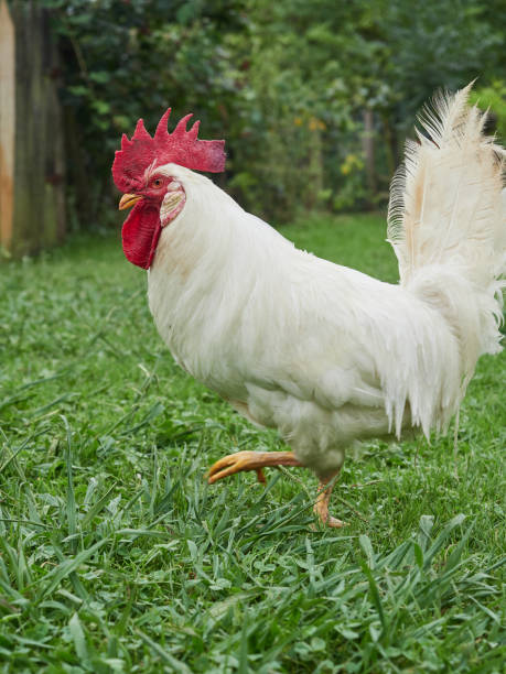 istock elegant white rooster with red crest on the grass with one leg raised 1460812341