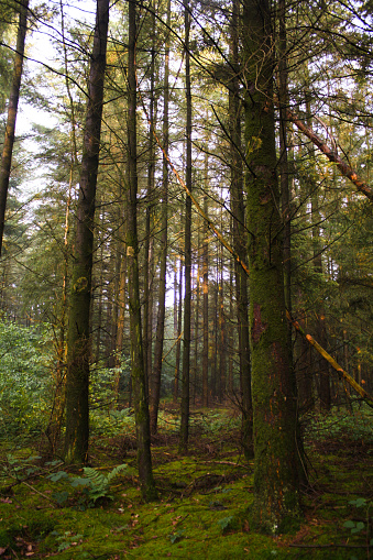 forest in Limburg
