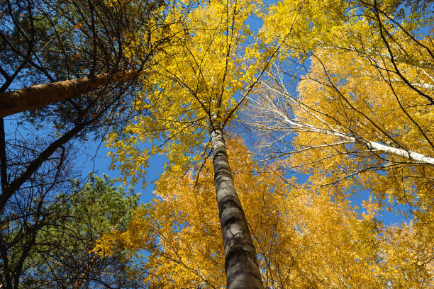 istock Bottom view of a birch trunk with yellow autumn leaves 1460813041