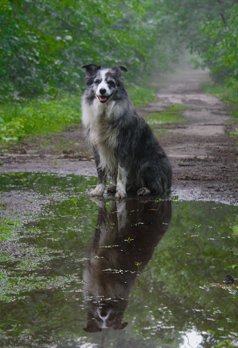 Border collie sitting in front of a puddle in the forest in Limburg