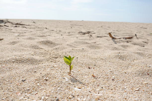 istock Rise life plant growing on grought land 1460813238