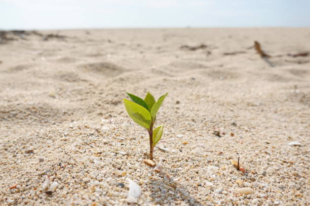 istock Rise life plant growing on grought land 1460813242