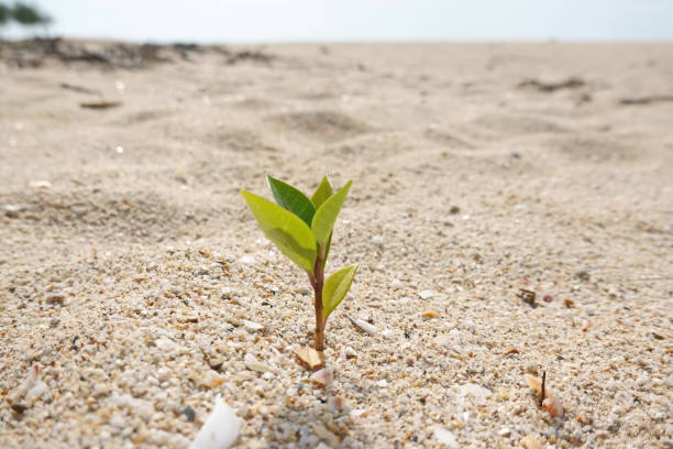 istock Rise life plant growing on grought land 1460813243