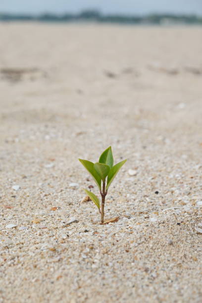 Rise life plant growing on grought land