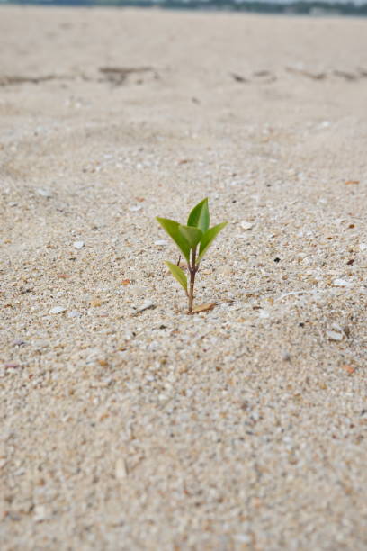 istock Rise life plant growing on grought land 1460813285