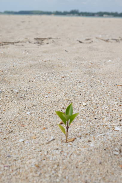 istock Rise life plant growing on grought land 1460813288