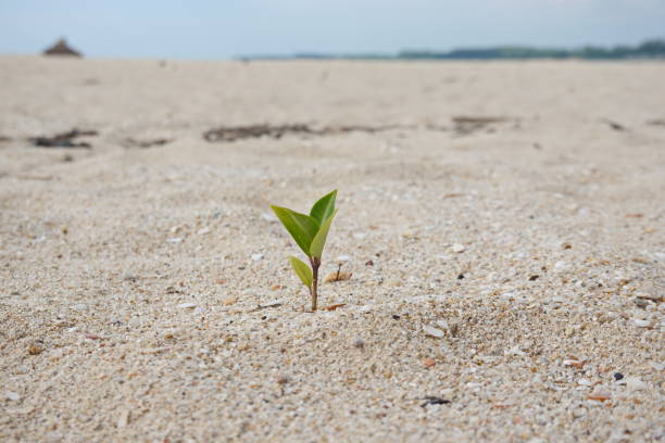 istock Rise life plant growing on grought land 1460813289