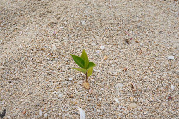 istock Rise life plant growing on grought land 1460813313