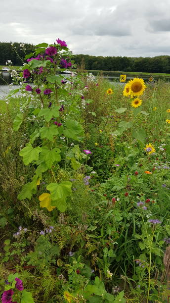 Field of wildflowers in front of lake