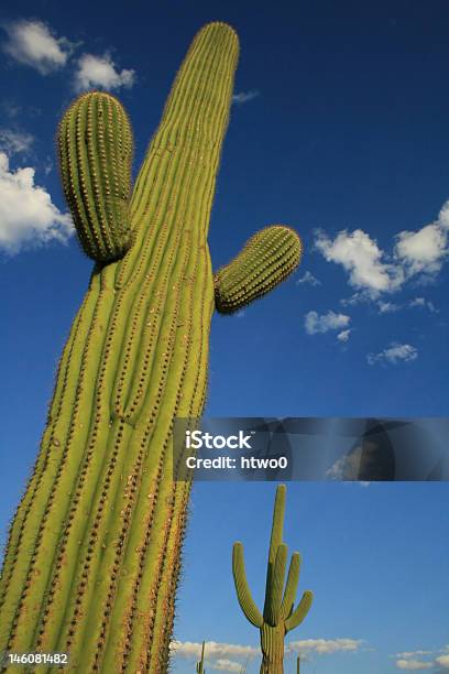 Foto de Torres De Cactus Saguaro e mais fotos de stock de Arbusto - Arbusto, Areia, Arizona