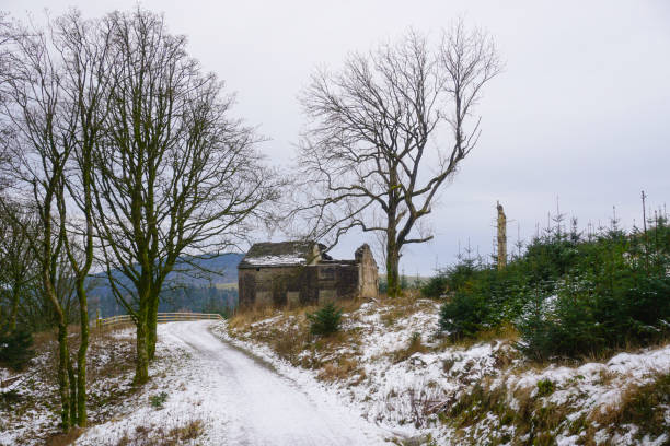 Old Cabin in the trees