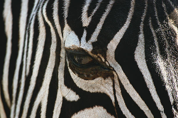 istock Eyes To The Soul 146081578