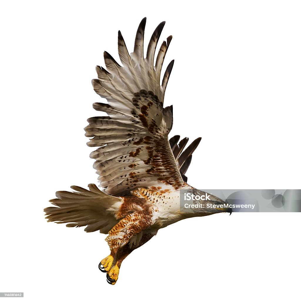 Isolated hawk in flight Large Hawk in flight isolated on a white background Hawk - Bird Stock Photo