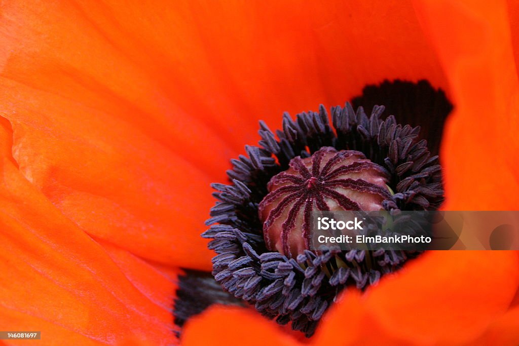 Papoula-vermelho - Foto de stock de Canteiro de Flores royalty-free