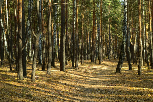 istock Dense thickets with many trees in the autumn forest lit by the evening sun 1460817329