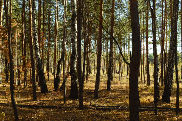 istock Dense thicket with many trees in the autumn forest lit by the sun 1460817331