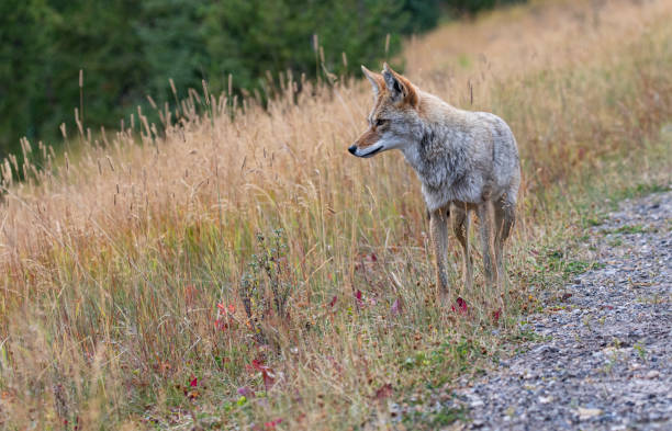 Coyote on Spray Lakes Road in Alberta stock photo