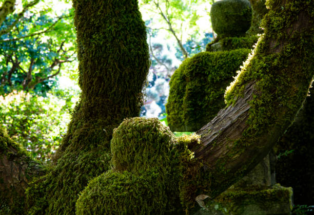 istock Green Moss Shapes are Natural Elegance at Butchart Gardens 1460817377