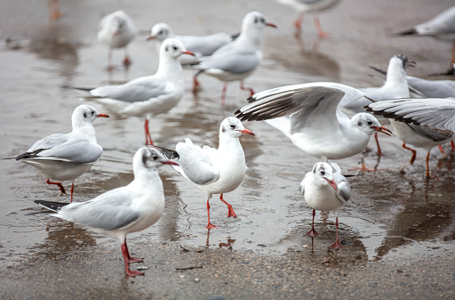 Gulls, or colloquially seagulls, are seabirds of the family Laridae in the suborder Lari.
