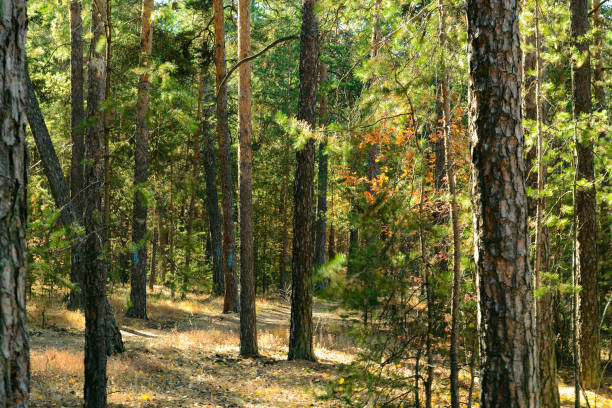 istock Pine trees with green needles in a dense autumn forest 1460817425