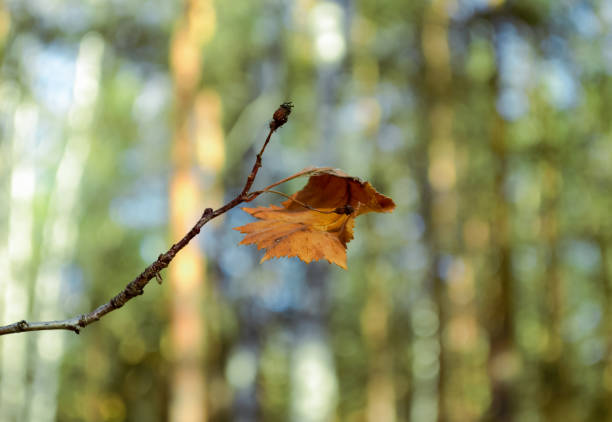 feuille d’érable fanée roulée sur une branche en gros plan - branch dry defocused close up photos et images de collection