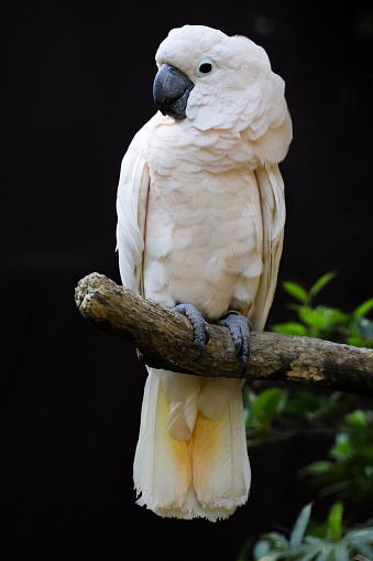 moluccan cockatoo bird in garden