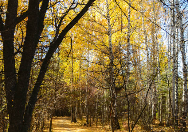 istock Trees in the dense thicket of the autumn forest 1460817845