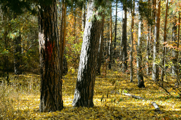 Nature background with tree trunks in sunlight
