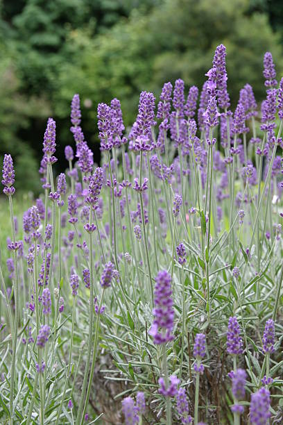 Lavenders MS stock photo