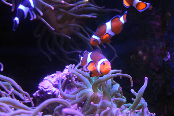 istock A pair of clown fish 1460819530