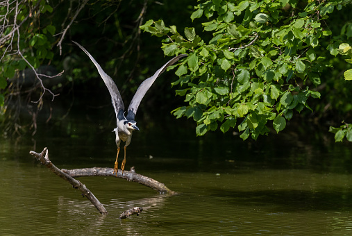 Black-crowned night heron (Nycticorax nycticorax) flying over a pond in springtime.