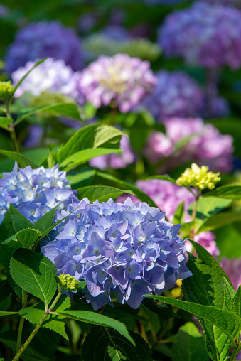 A bush made of many blooming white hydrangeas