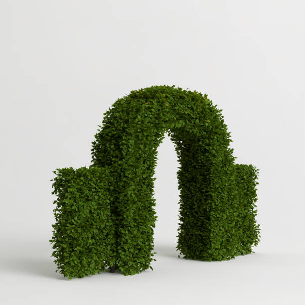 istock 3d illustration of gate tree isolated on white background 1460819795
