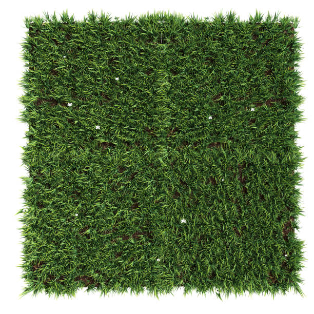 istock 3d illustration of grass isolated on white background 1460819843