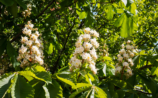 Wych elm is one of those trees whose flowers appear early in the year, when the branches are still bare. Later, in spring, the red-dotted seeds become prominent, being so numerous that they give the appearance of being leaves. The seeds will not be ripe until June.  It is likely that this young wych elm was planted by the conservators of Mitcham Common in Surrey, where this photo was taken.