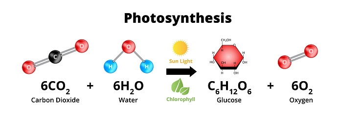 Photosynthesis equation with molecular models. Biochemical process used by plants responsible for producing the oxygen O2. Sugars are synthesized from carbon dioxide CO2, and water H2O. Vector illustration isolated on a white background.