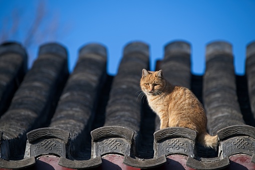 Cat looking at me on a roof(color ver.)