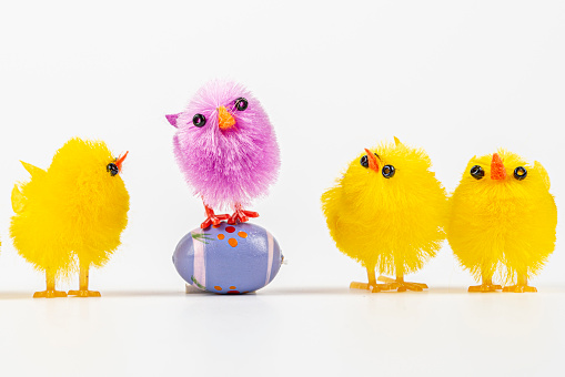 Easter Humor. Easter chicks with eggs in different colors