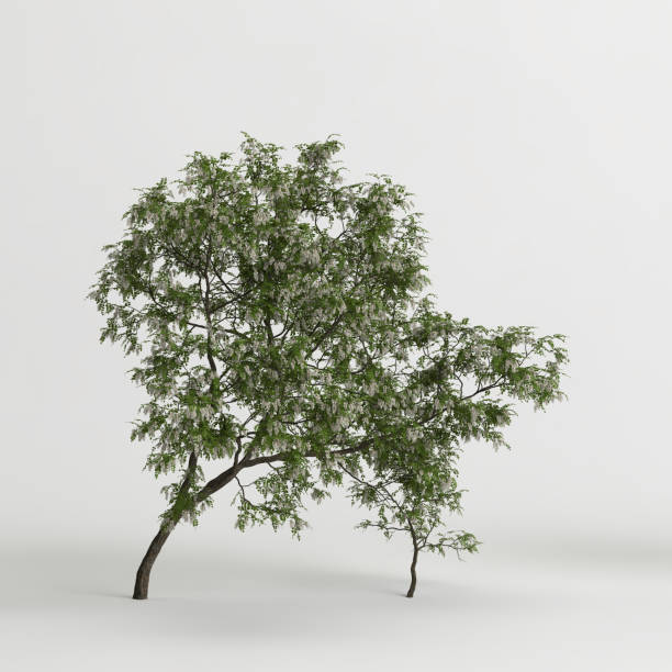 istock 3d illustration of robinia pseudoacacia treeisolated on white background 1460823704