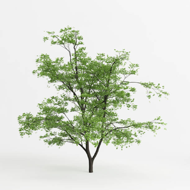 ilustracja 3d acer mandschuricum na białym tle - tree isolated maple tree green zdjęcia i obrazy z banku zdjęć