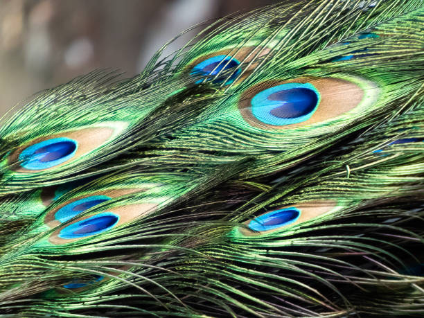 istock Peacock tail blue and green feathers in macro. Beautiful background 1460823932