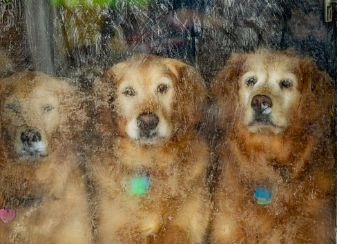 Three Golden Retrievers looking through a muddy glass door, sitting waiting patiently to go back outside. The group consist of daughter, father and mother, Missy, Arthur and Dutchess.